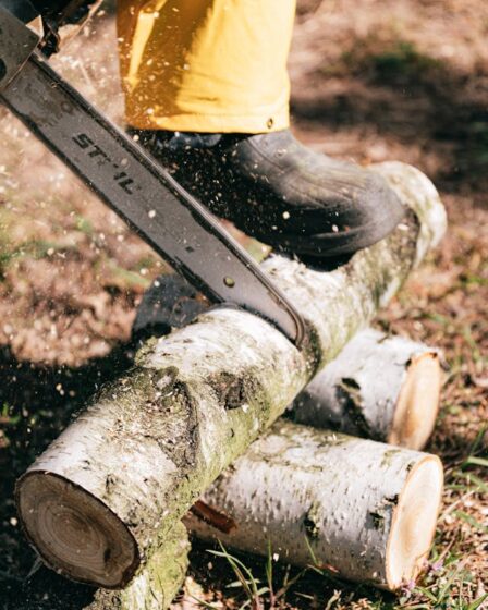 Bäume schneiden